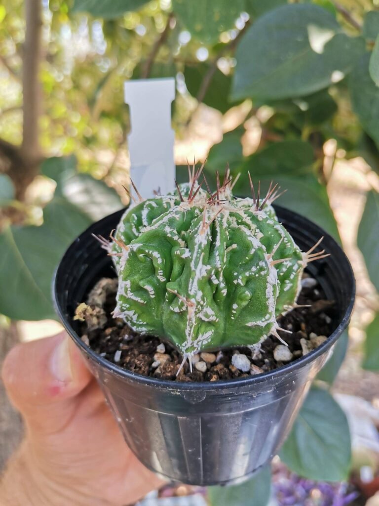 Astrophytum Ornatum cv Hannya Dinosaur