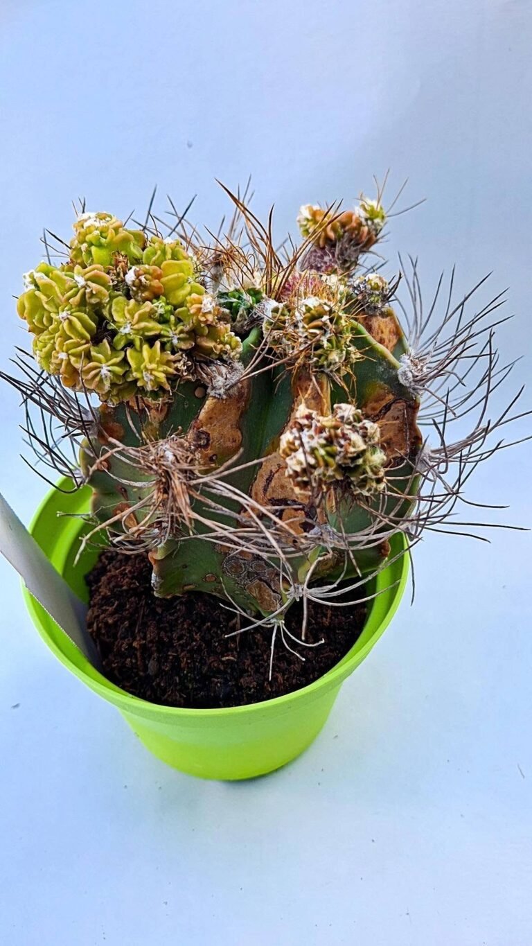 Astrophytum ornatum mostruoso
