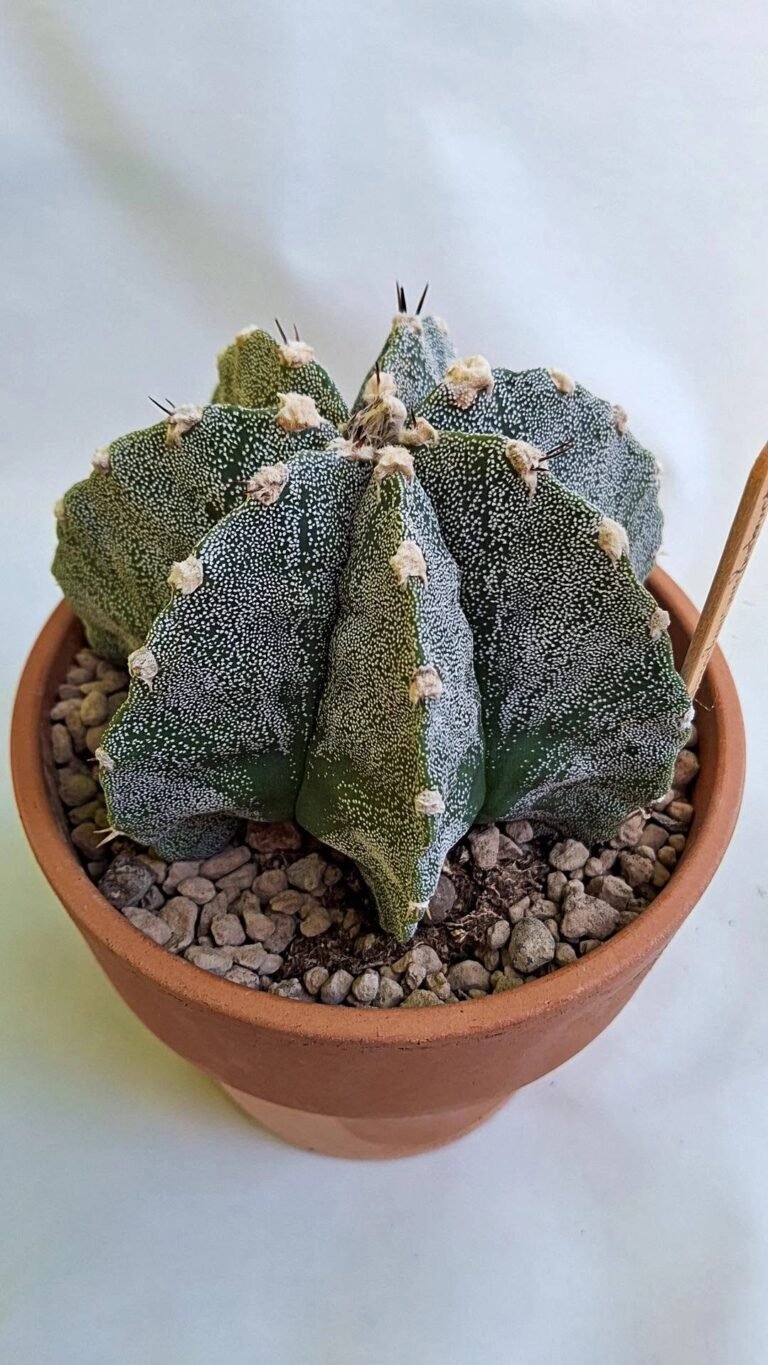 Astrophytum myriostigma x ornatum