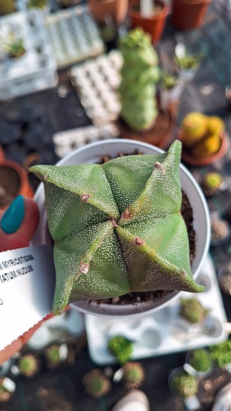 Astrophytum Nudum hybrid Quadricostatum