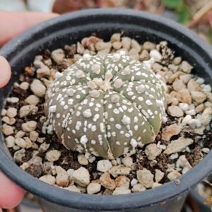 Astrophytum Superkabuto hybrid