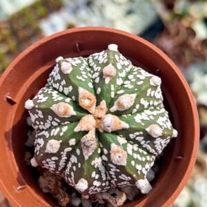 Astrophytum superkabuto x capricorne