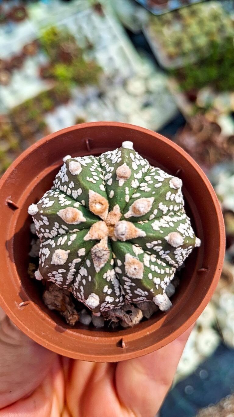 Astrophytum superkabuto x capricorne