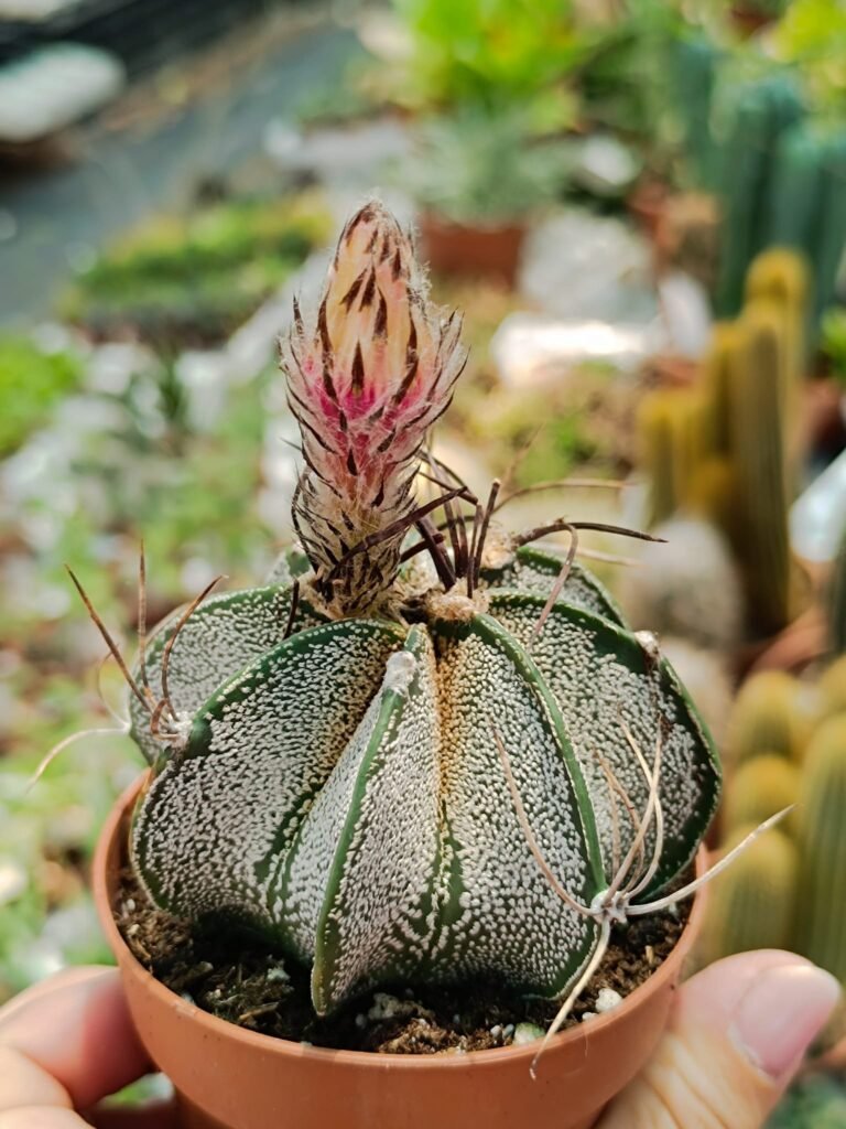 Astrophytum Capricorne Niveum