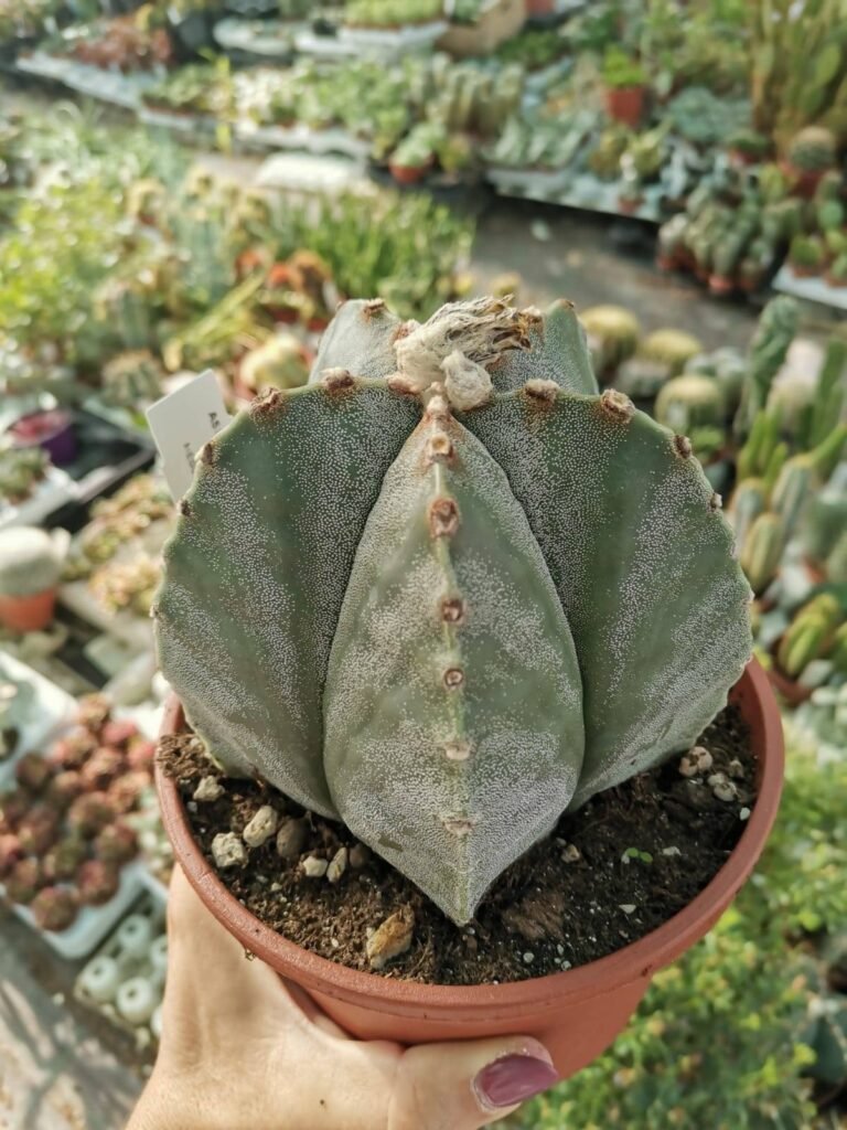 Astrophytum Myriostigma hybrid