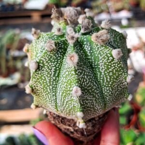 Astrophytum asterias x capricorne x ooibo