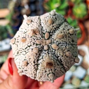 Astrophytum Superkabuto