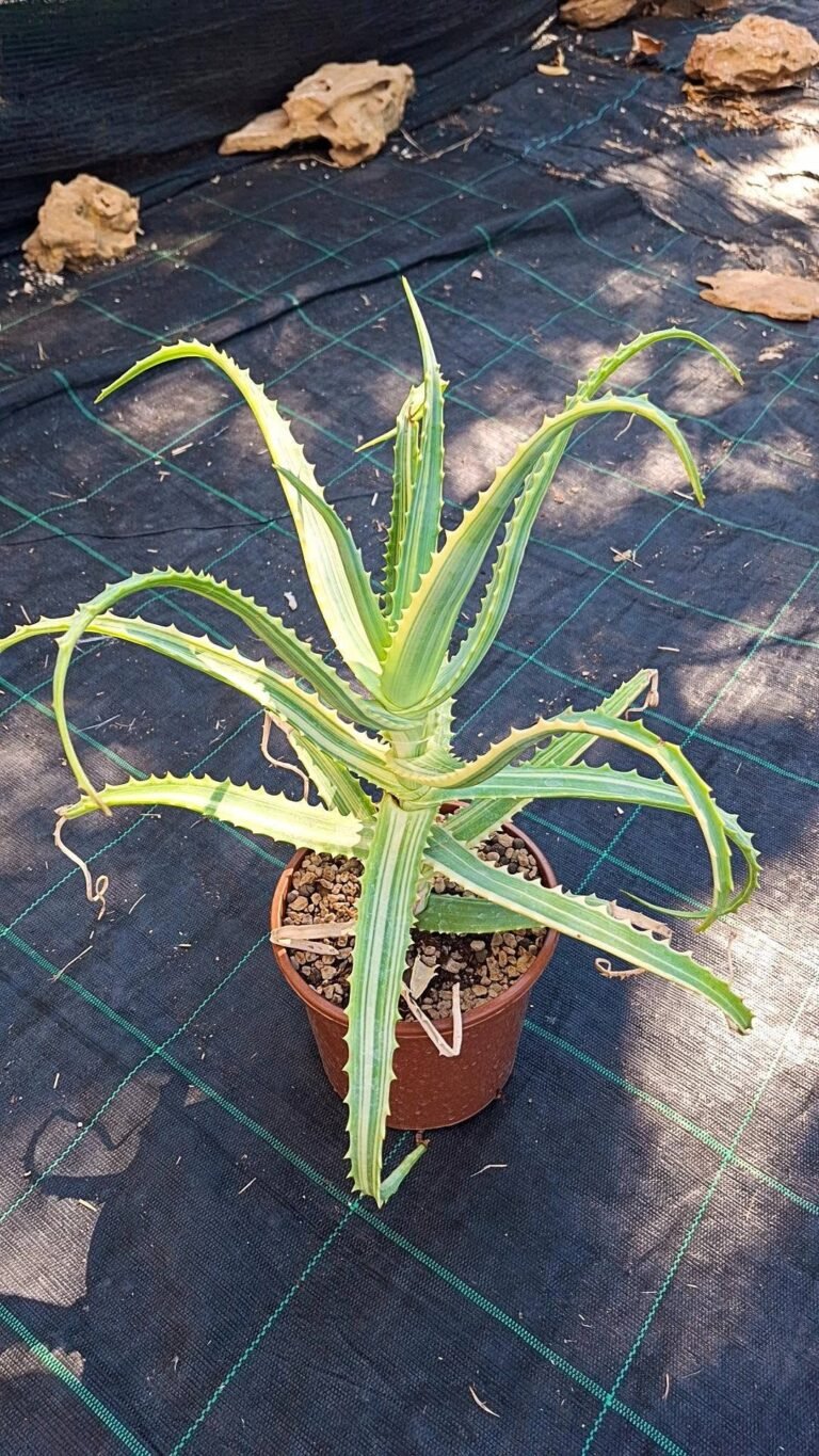 Aloe arborescens variegata