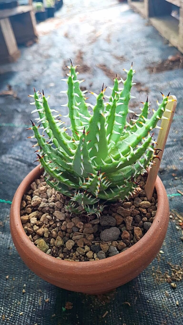 Aloe Erinacea