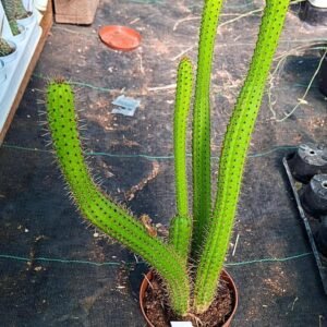 Borzicactus Samaipatanus