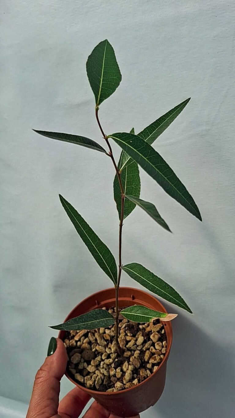 brachychiton populneus