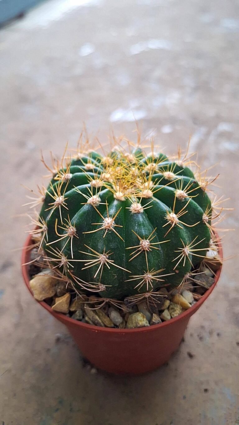 Buiningia brevicylindrica v longispina