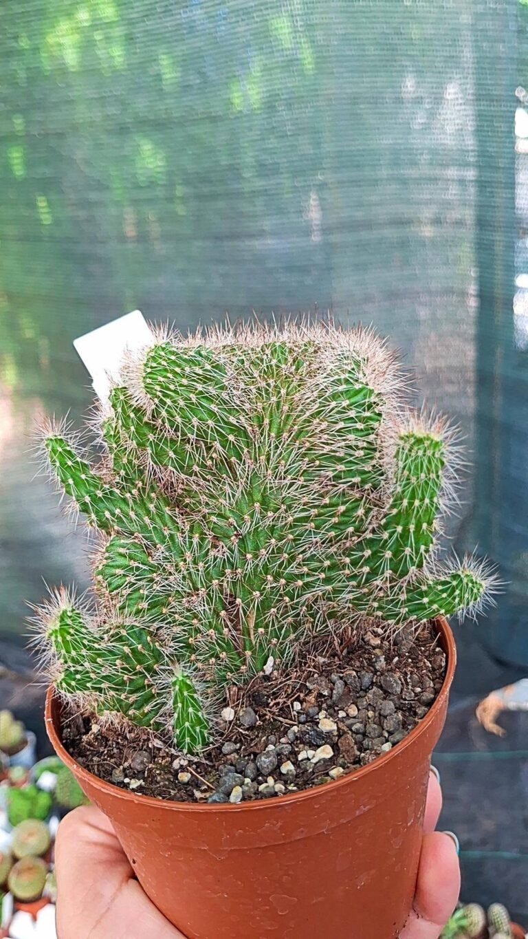 Nyctocereus Serpentinus Crestato