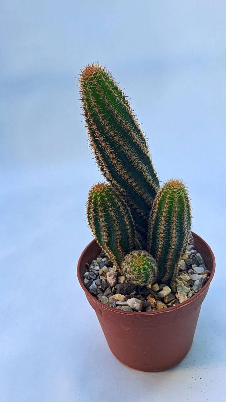 Chamaelobivia Hybrid hessenland