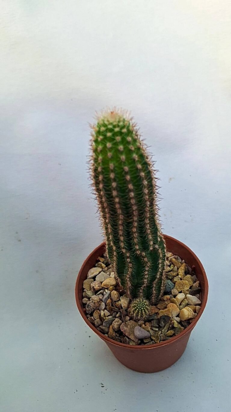 Chamaelobivia hybrid a Fiore Bianco
