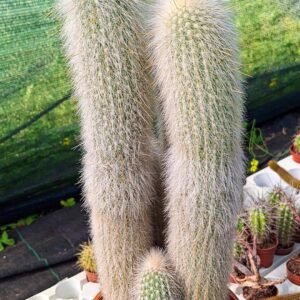 Cleistocactus Strausii