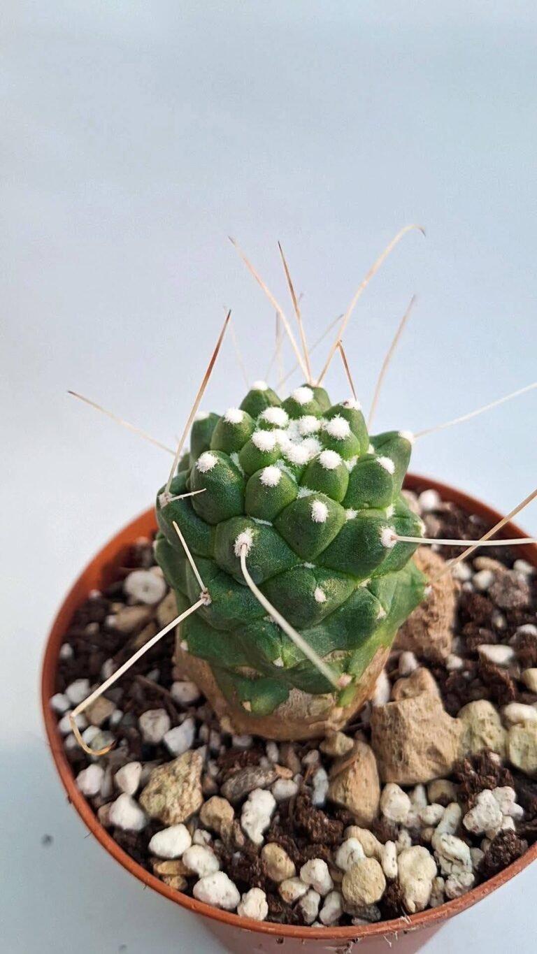 Cochemiea pondii subs. setispina cv. Un Pico