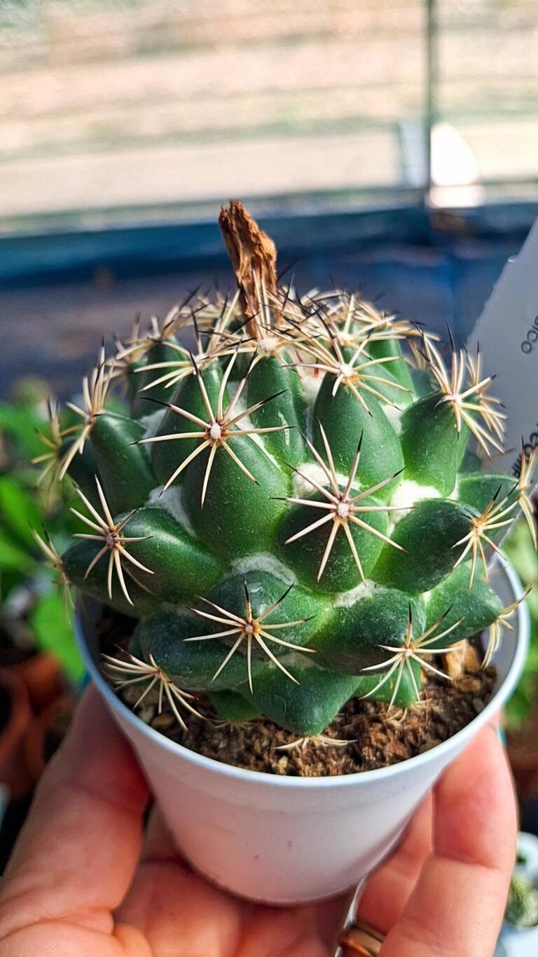 Coryphantha Elephantidens