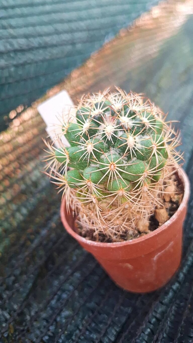 Coryphantha Pseudoradians