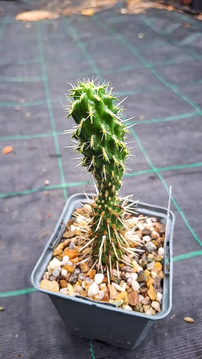 Cylindropuntia bigelovii
