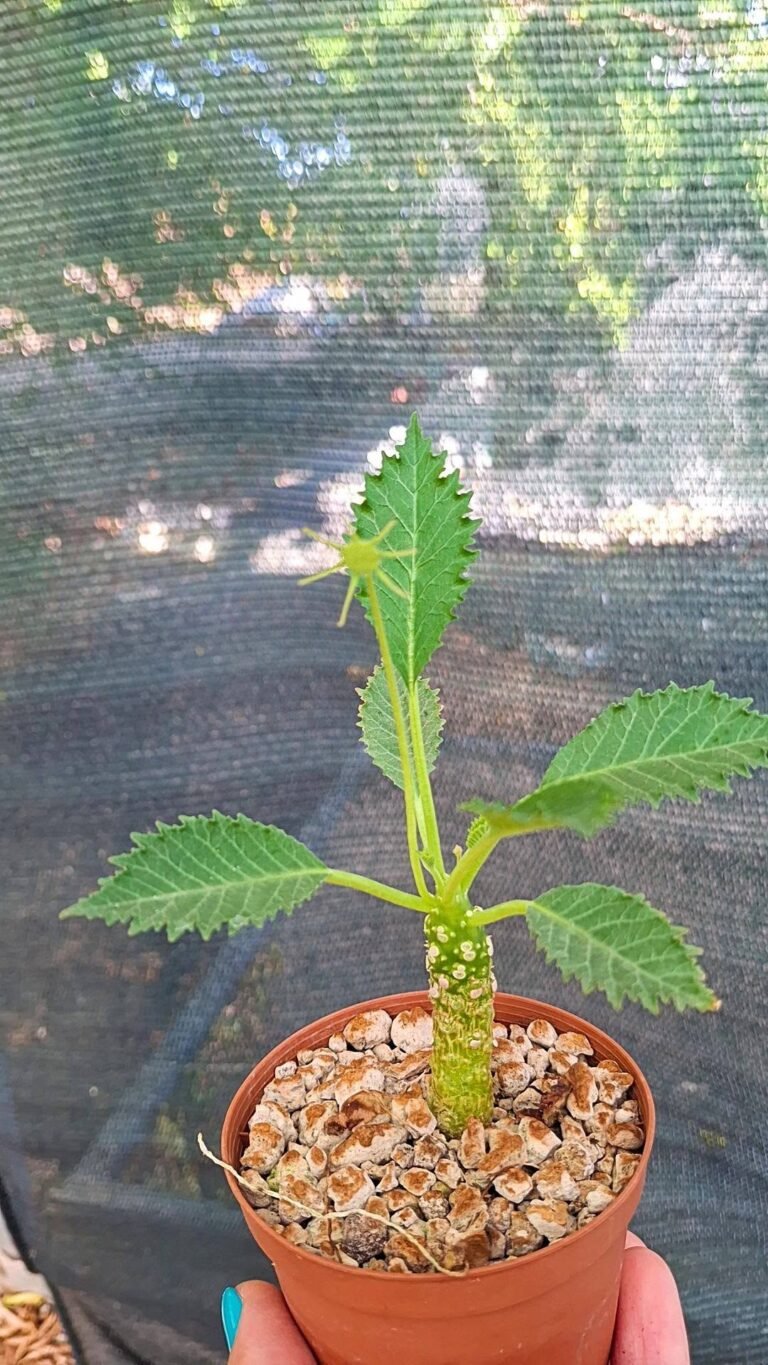 Dorstenia Horwoodii