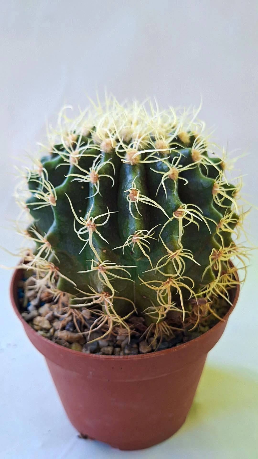 Echinocactus Grusonii cv Krauskopf