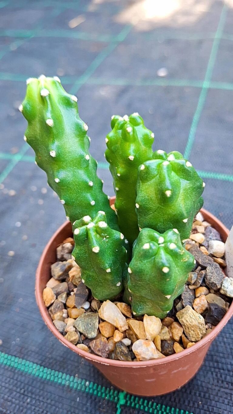 Echinocereus Hybrid fujin
