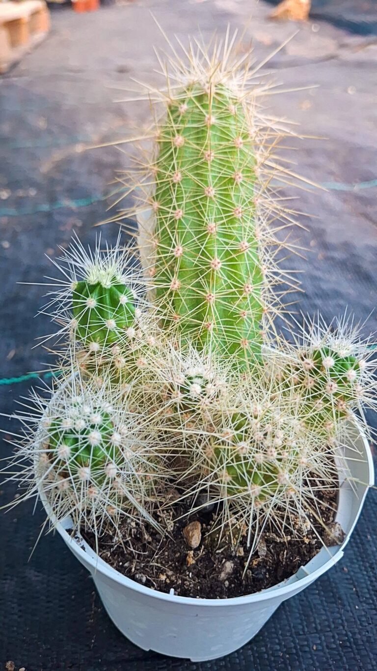 Echinocereus Stramineus
