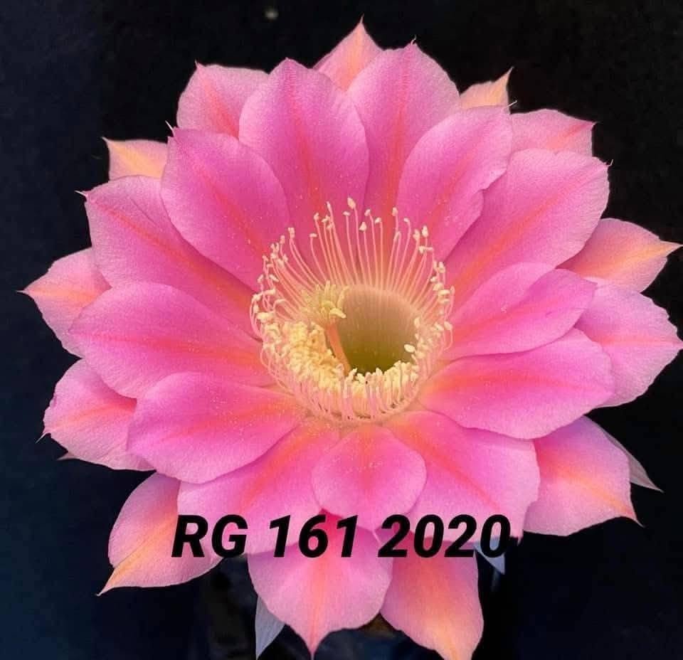 Echinopsis 161 2020