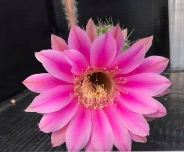 Echinopsis 534