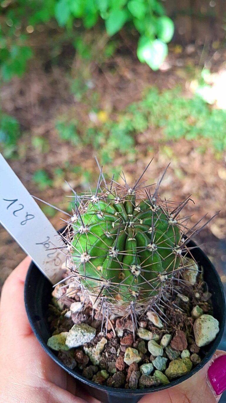 Echinopsis Hybrid 128 2020
