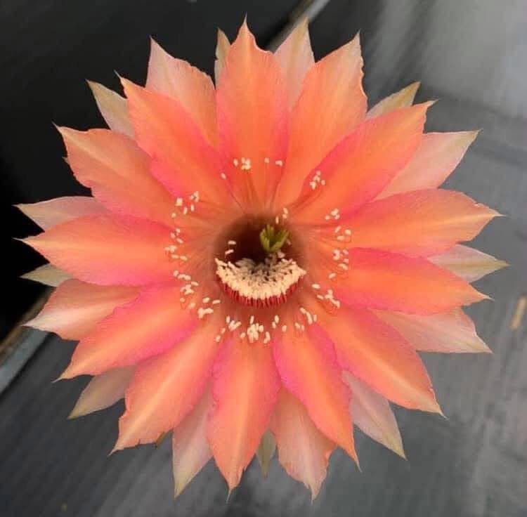 Echinopsis Hybrid 133 2020