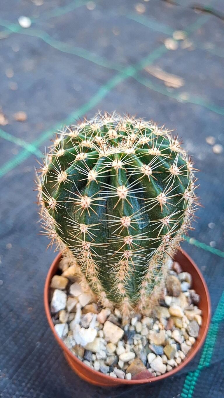 Echinopsis Hybrid 352