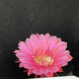 Echinopsis Hybrid 589