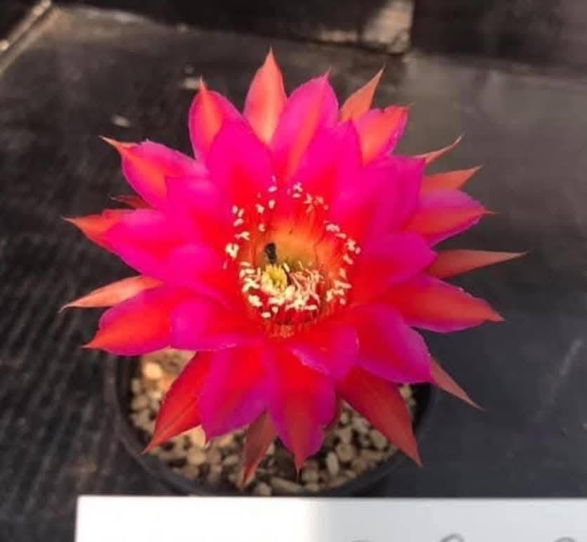 Echinopsis Hybrid 709