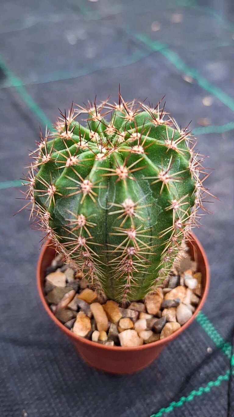 Echinopsis Hybrid salome