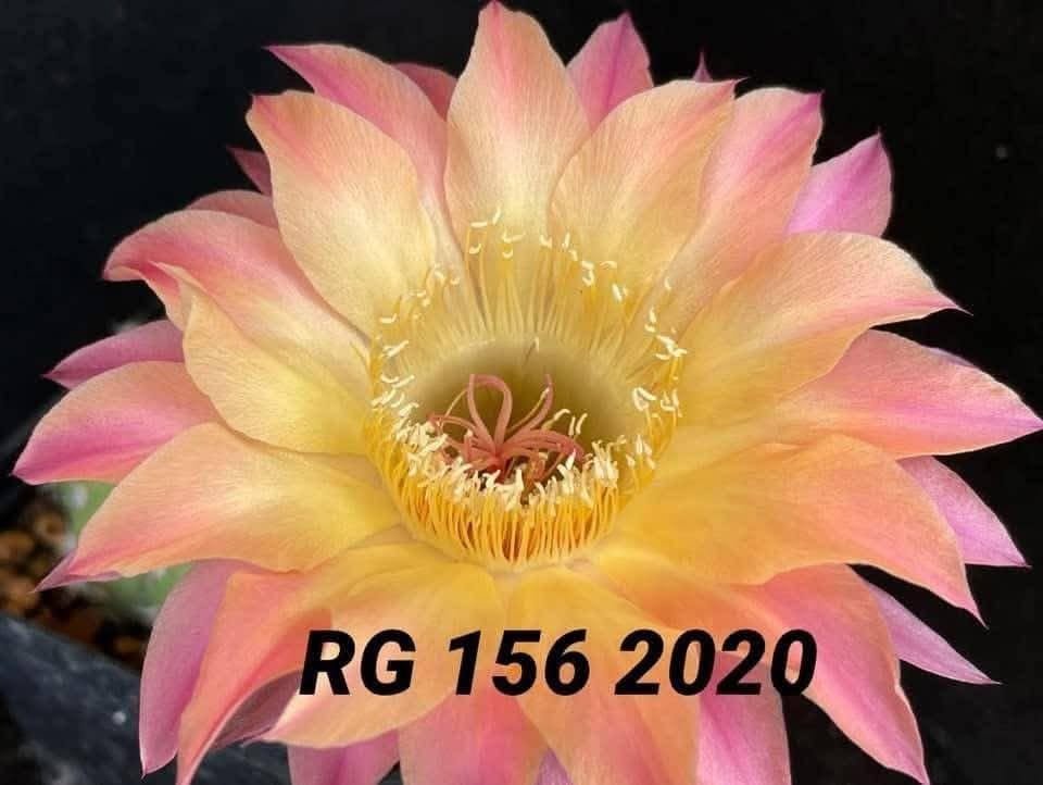 Echinopsis hybrid 156 2020