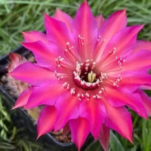 Echinopsis hybrid 159 2020