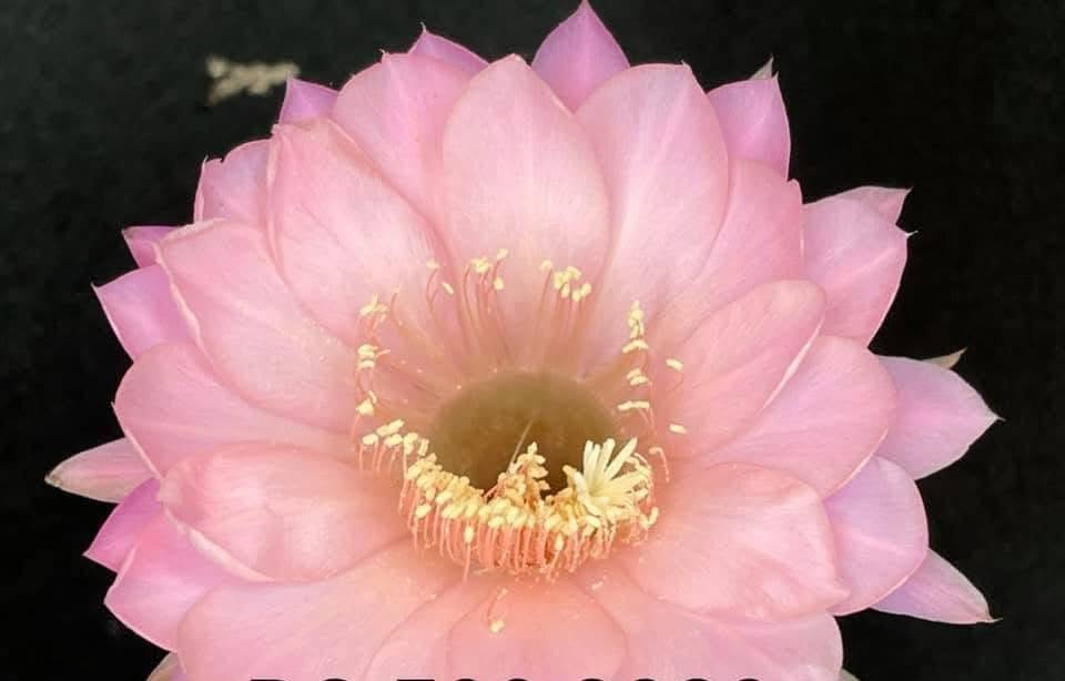 Echinopsis hybrid 509