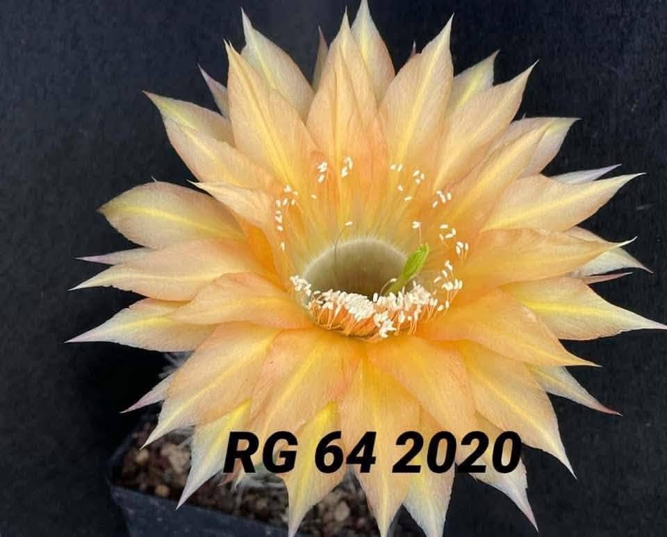Echinopsis hybrid 64 2020