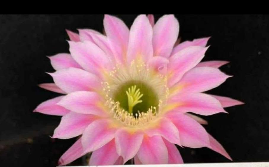 Echinopsis hybrid 670