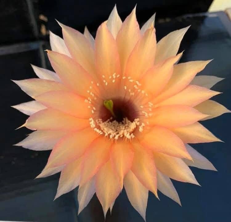 Echinopsis hybrid 87
