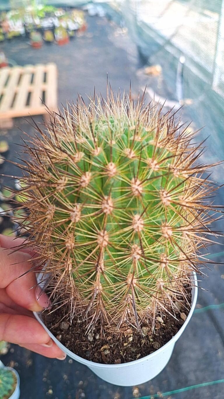 Eriosyce subgibbosa