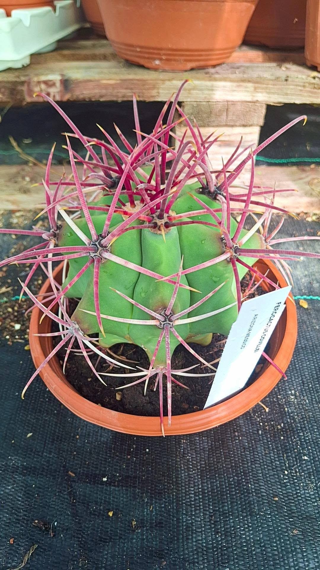 Ferocactus Emoryi-Covillei