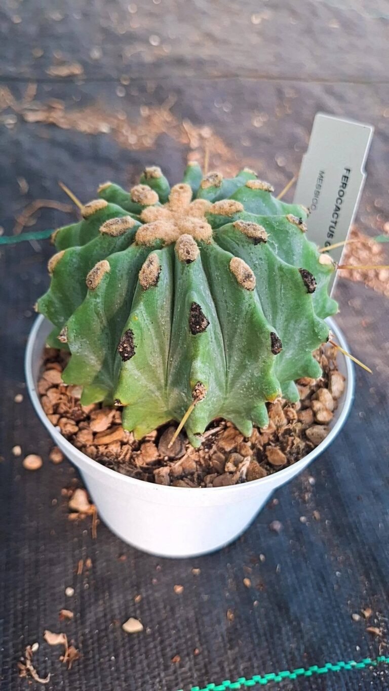 Ferocactus Glaucescens Inermis