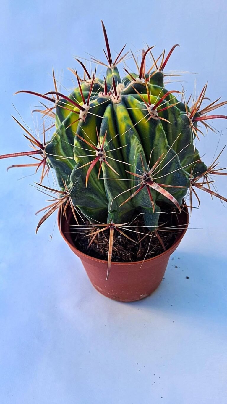 Ferocactus sp Variegata