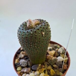 Frailea Phaeodisca