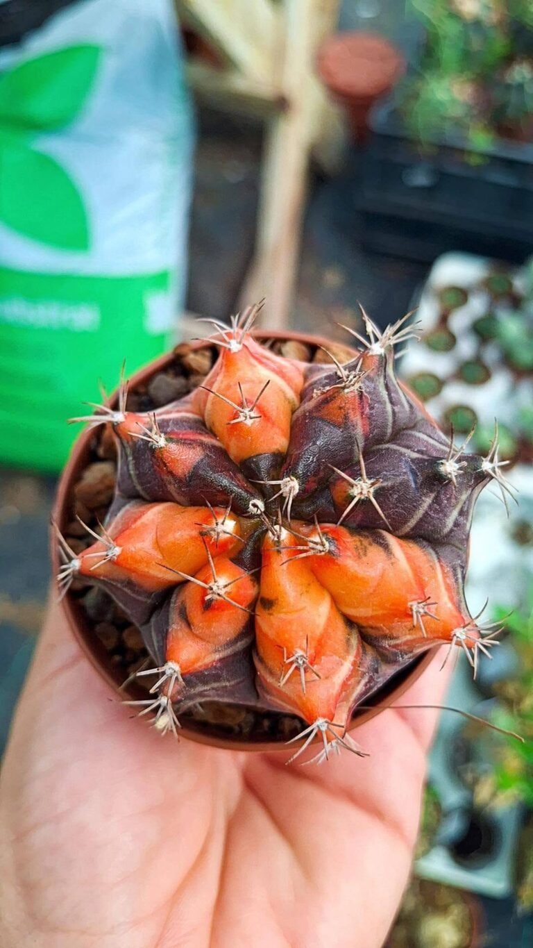 Gymnocalycium Thai Variegata