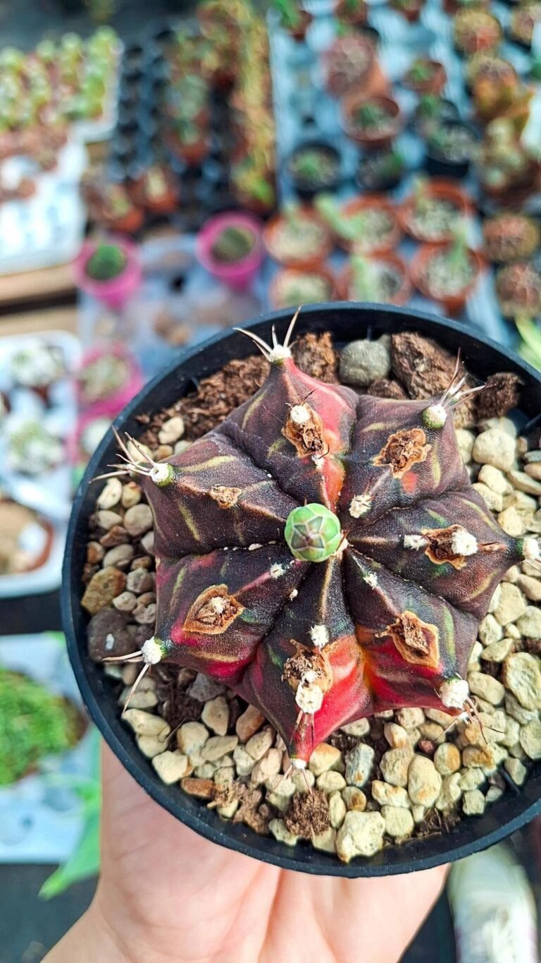 Siracactus-cactus-Gymnocalycium-mihanovichii-thai-variegata-2.jpg