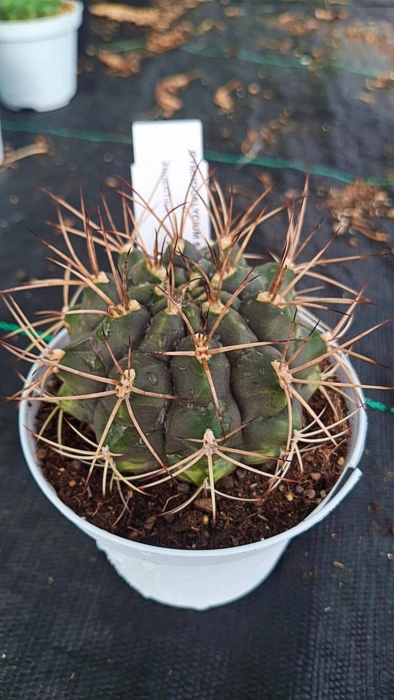 Gymnocalycium Schickendantzii